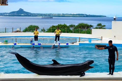 Dolphin Show (Okichan Theater) in Okinawa Churaumi Aquarium