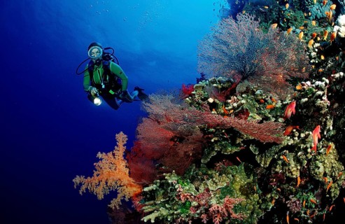 Diver and colourful coral reef, Egypt, Africa, Sinai, Ras Mohammed, Red Sea, Africa