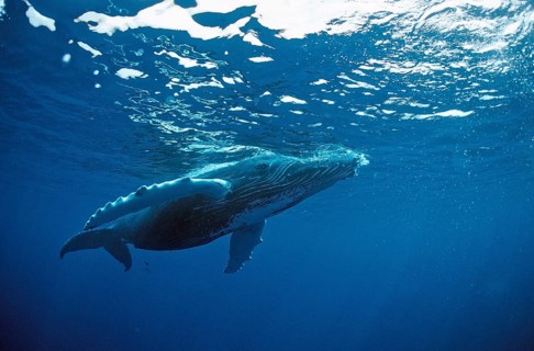 Humpback whale, calf, Megaptera novaeangliae, Silverbanks, Caribbean Sea, Dominican Republic,