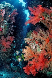Diver in underwater cave, Egypt, Zabargad, Zabarghad, Red Sea, Africa
