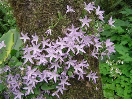 Mauve flowers on creeping vine