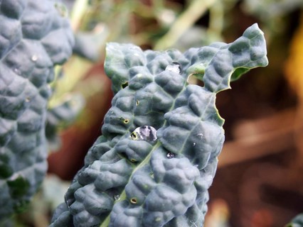 Close up of late autumn kale growing with holes caused by garden pests eating the leaves