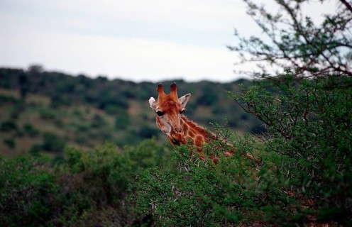 Giraffe, Giraffa camelopardalis, South Africa, Schotia Game Park, Africa
