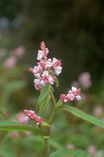 Close up of Polygonum flowers
