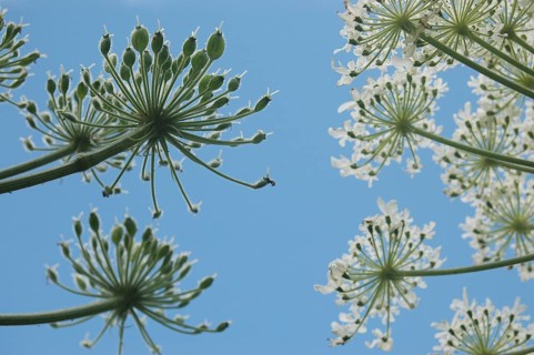 Looking up at Heracleum against a blue sky