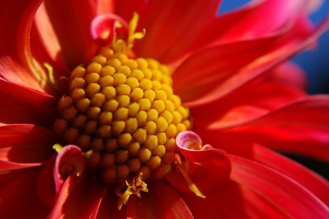 Closeup of red dahlia against blue sky
