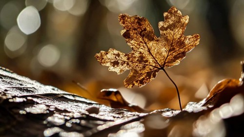 A single brown leaf standing upright on a forest floor, beautifully lit from behind with a warm