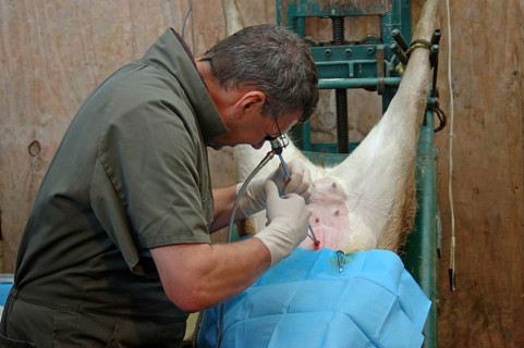 GREYMOUTH, NEW ZEALAND, CIRCA 2006: A vet uses a laparascope to find the uterus of a hind during an