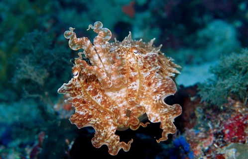 Sepia, Sepia sp., Indonesia, Wakatobi Dive Resort, Sulawesi, Indian Ocean, Banda Sea, Asia