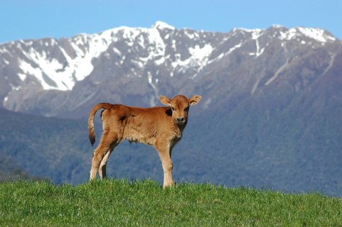 Jersey calf standing on hump, West Coast farm, South Island, New Zealand, Oceania