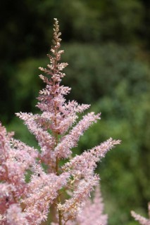Pink astilbe flower in garden setting