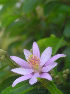 Mauve flowers on creeping vine