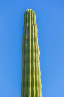 Mexican elephant cactus Pachycereus pringlei