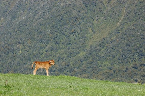 Jersey calf standing on hump, West Coast farm, South Island, New Zealand, Oceania