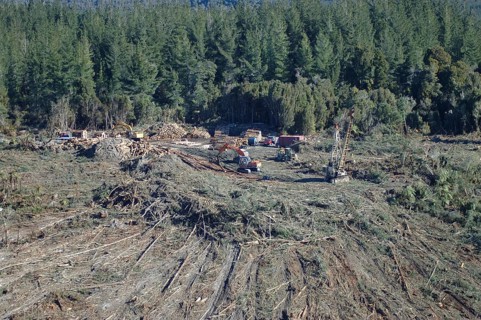 Harvesting Pinus radiata on hill top using a hauler (at right) and diggers (at left) to load tree