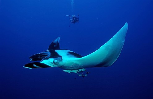 Manta rays and divers, Manta birostris, Egypt, Red Sea, Brother Islands, Africa