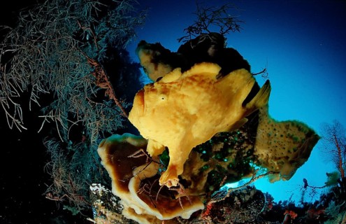 Giant Frogfish, Toadfish, Antennarius commersonii, Indonesia, Raja Ampat, Irian Jaya, West Papua,