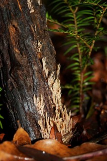Coral fungi, genus Clavicorona, West Coast, South Island, New Zealand, Oceania