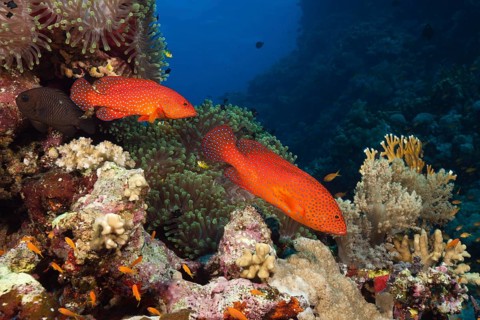 Jewelled grouper, Cephalopholis miniata, Red Sea, Ras Mohammed, Egypt, Africa