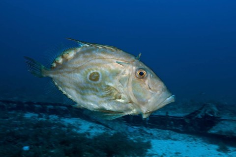 Herring King, Zeus Faber, Vis Island, Mediterranean Sea, Croatia, Europe