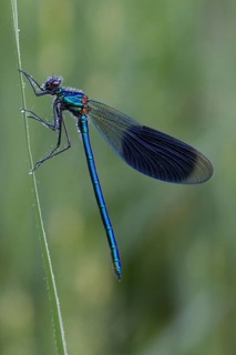 Banded demoiselle, Calopteryx splendens, banded demoiselle