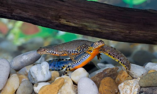 Alpine newt, Triturus alpestris