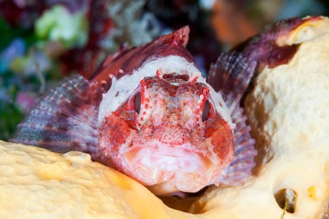 Small red scorpionfish, Scorpaena notata, Vis Island, Mediterranean Sea, Croatia, Europe
