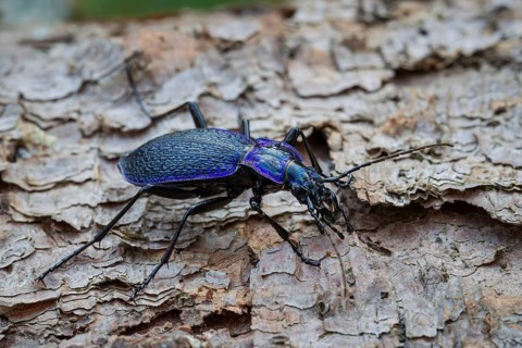 Blue-violet wood ground beetle, Carabus problematicus, beetle