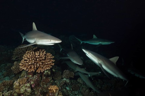 Grey reef sharks hunting at night, Carcharhinus amblyrhynchos, Fakarava, Tuamotu Archipelago,
