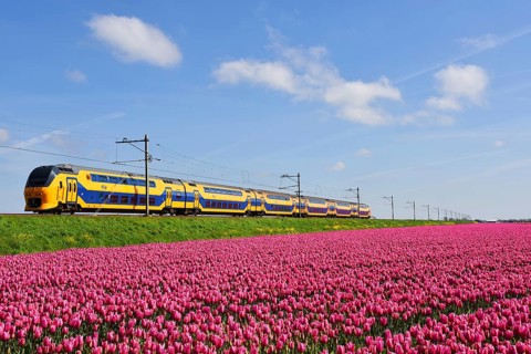 Den Helder, Netherlands. May 2023. Dutch train passing a blossoming field of tulips