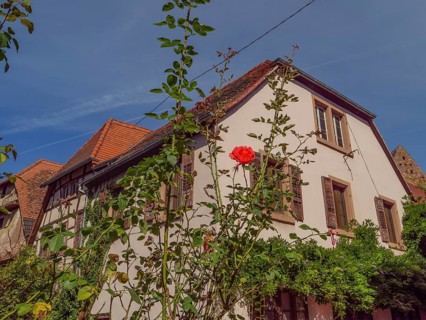 A beautiful house surrounded by roses under a clear blue sky, Weissenburg, Alsace, France, Europe
