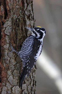 Three-toed woodpecker, male, Picoides tridactylus, three-toed woodpecker, male