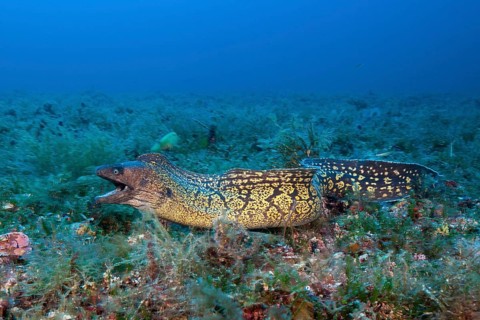 Mediterranean moray eel, Muraena helena, Vis Island, Mediterranean Sea, Croatia, Europe