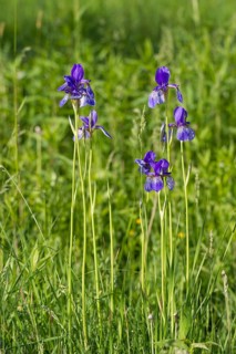 Siberian iris, Iris sibirica