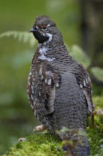 Hazel grouse, male, Tetrastes bonasia, Syn. Bonasa bonasia, hazel grouse, male