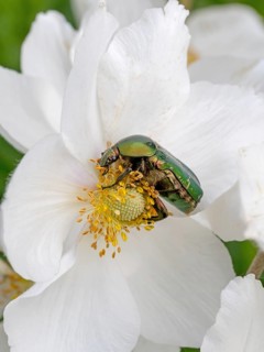 Rose chafer on a white flower feeding in front of a white background