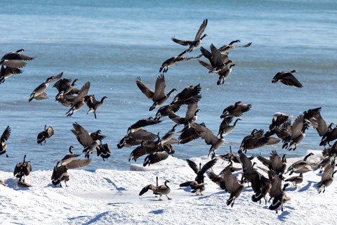 Natural scene from shore of lake Michigan