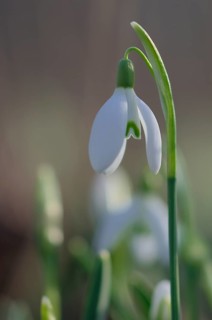 Close-up of common snowdrops (Galanthus nivalis)