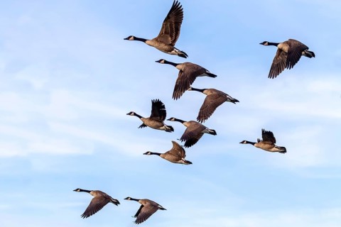 Flock of Canada geese (Branta canadensis) in flight