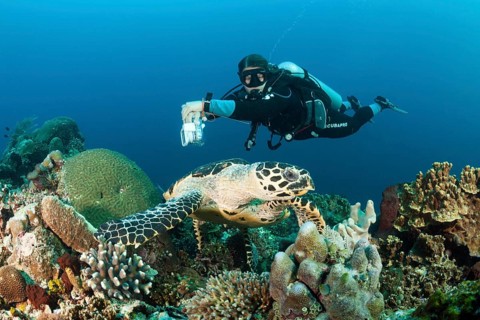 Hawksbill sea turtle and diver, Eretmochelys imbricata, Raja Ampat, West Papua, Indonesia |
