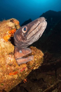 Conger conger eel and brown moray eel at Teti wreck, Conger conger, island Vis, Mediterranean Sea,
