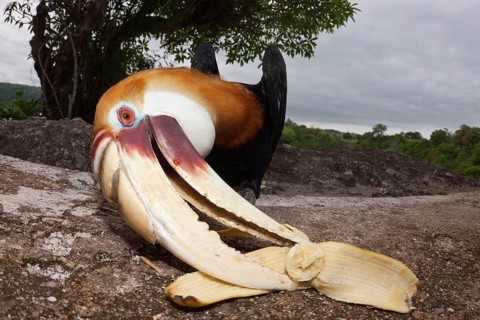 Papuan Hornbill, Rhyticeros plicatus, Tufi, Oro Province, Papua New Guinea, Oceania