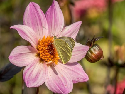 Butterfly and bee on a pink flower, dense close-up shows fine details and colours, Bad Lippspringe,
