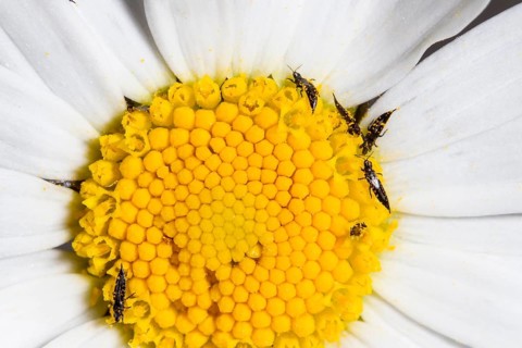 Fransenfluegler, Thysanoptera, Thrips