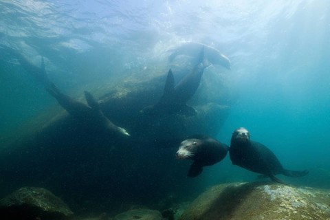 California sea lions, Zalophus californianus, Cabo Pulmo National Park, Baja California Sur,