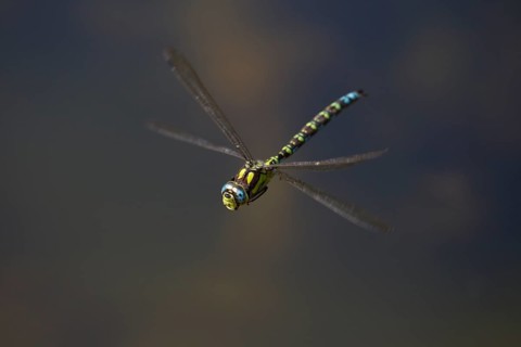 Southern Hawker, Aeshna cyanea, southern hawker