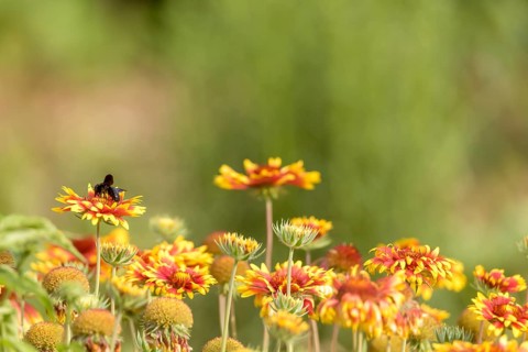 Colourful flower meadow with asters and a black wood bee