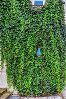 Facade with overgrown window and common Parthenocissus inserta, also known as five-leaved Wild Vine
