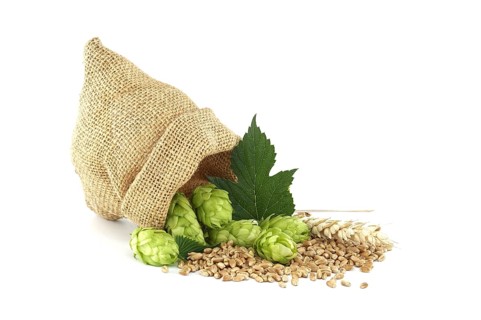 Bag full of hops and wheat isolated on white background, important ingredients in food and beverage