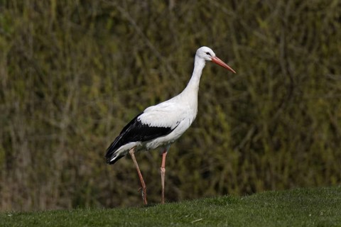 Weissstorch, Ciconia ciconia, white stork